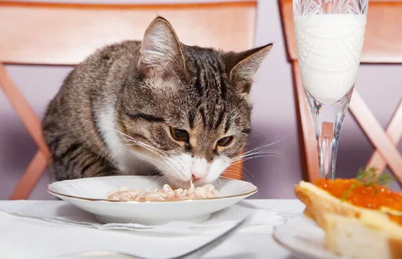 nguồn hàng sỉ thức ăn chó mèo